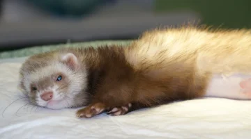 Ветеринарная клиника Кот и доГ изображение 18